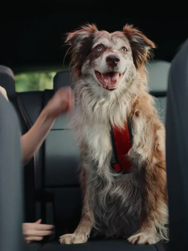 Mercedes-Benz Ve HAÇİKO'dan Köpeklere Özel 'İlk Yolculuk' Filmi