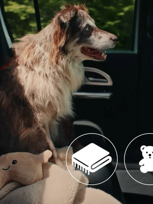 Mercedes-Benz Ve HAÇİKO'dan Köpeklere Özel 'İlk Yolculuk' Filmi