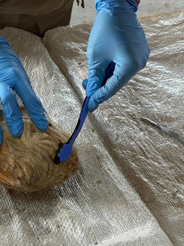 Pompeiopolis'te 105 Metrekarelik Mozaik ve Eros Başı Bulundu