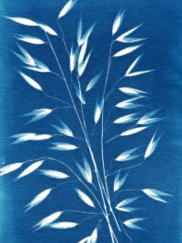 İFSAK'tan 67. Yıl Özel: Ücretsiz Cyanotype Atölyesi