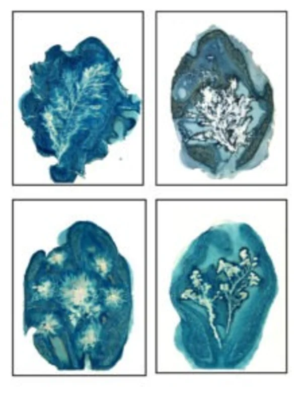 İFSAK'tan Ücretsiz Cyanotype Atölyesi 11 Ekim'de