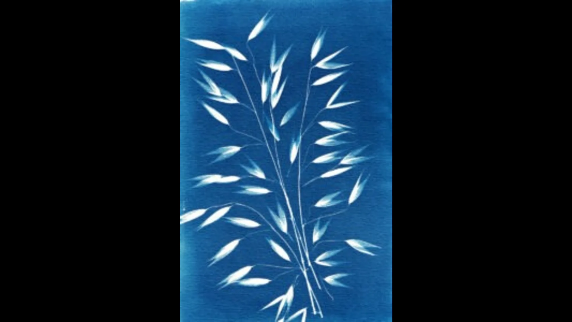 İFSAK'tan Ücretsiz Cyanotype Atölyesi 11 Ekim'de